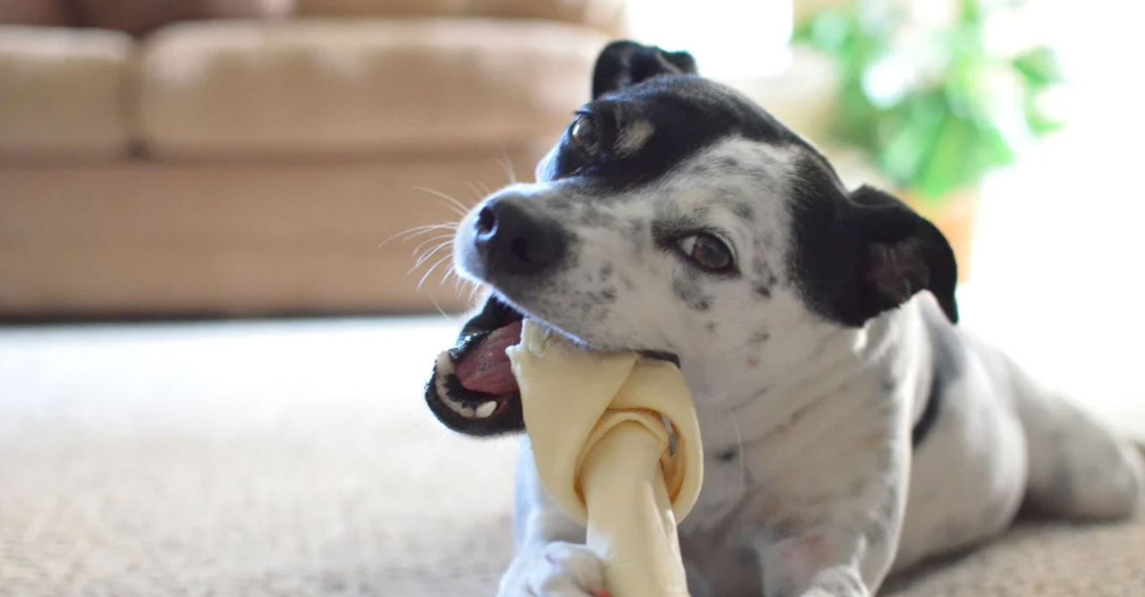 Variasi Snack Anjing Menyehatkan yang Cocok Untuk Disediakan